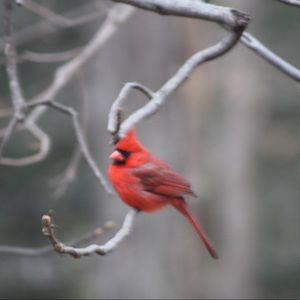 Meet your Posher, Dawn